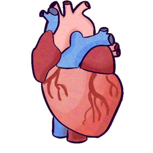 a drawing of an anatomical heart.